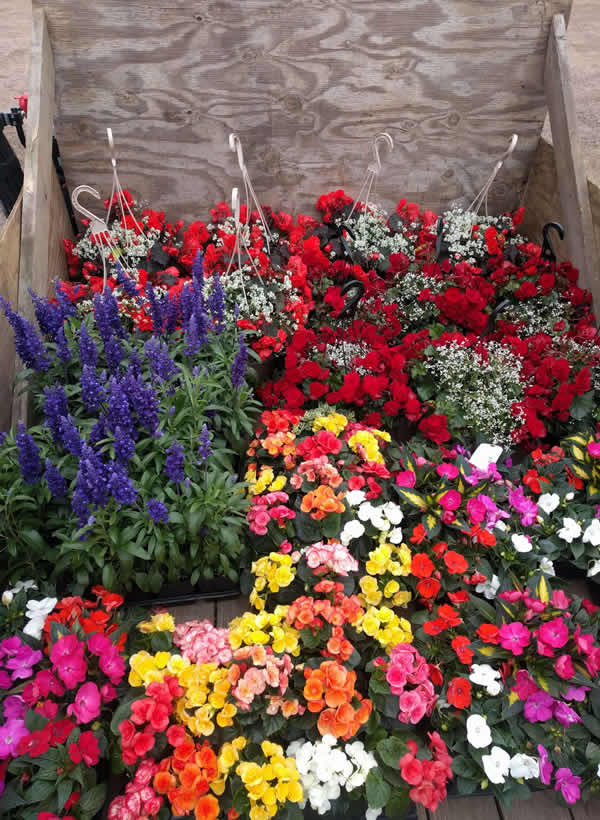 Transform Your Yard with Clean, Thoughtful Planting