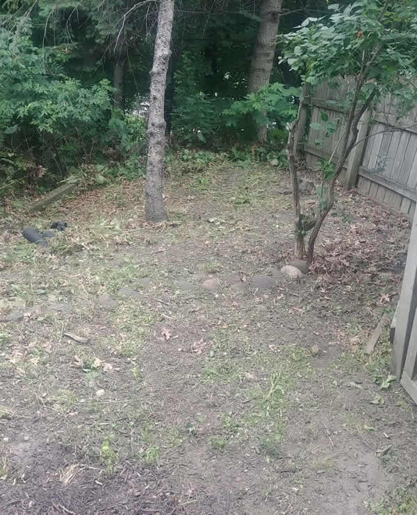 Clear Overgrown Areas and Take Back Your Property