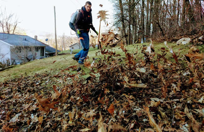 Professional Spring and Fall Leaf Cleanup Company