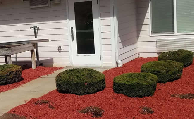 Professional Shrub & Hedge Trimming Company